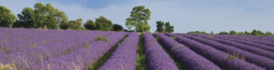 walking and cycling holidays